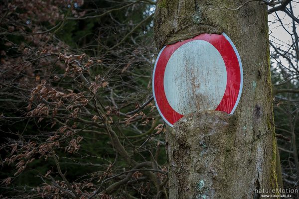 Verkehrsschild "Einfahrt verboten", eingewachsen in Baumstamm, Adelebsen, Deutschland