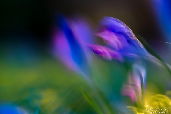 Krokus, Frühlings-Krokus, Crocus vernus, Schwertliliengewächse (Iridaceae), Blüten im Gegenlicht, Ga, Göttingen, Deutschland