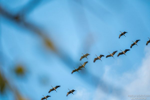 Kranich, Grauer Kranich, Grus grus, Kraniche  (Gruidae), Tiere auf dem Flug zur Äsungsfläche, Linum (Brandenburg), Deutschland