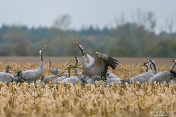 Kranich, Grauer Kranich, Grus grus, Kraniche  (Gruidae), Tiere äsen auf abgeerntetem Feld neben der , Linum (Brandenburg), Deutschland