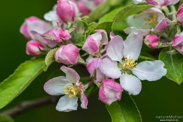 Apfel, Kulturapfel, Malus domestica, Rosengewächse (Rosaceae), blühender Zweig, Göttingen, Deutschland