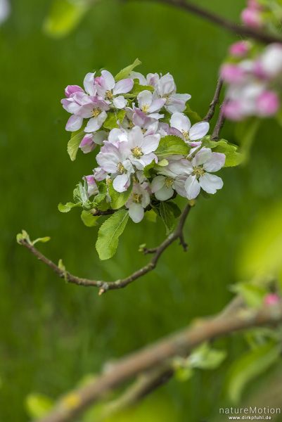 Apfel, Kulturapfel, Malus domestica, Rosengewächse (Rosaceae), blühender Zweig, Göttingen, Deutschland