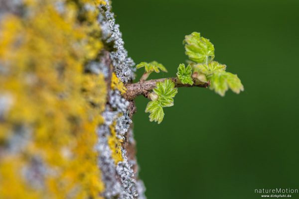 Feld-Ahorn, Acer campestre, Aceraceae, junger Stammaustrieb mit sich entfaltenden Blättern, Flechten, Göttingen, Deutschland