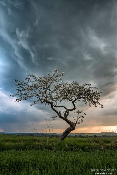 blühender Apfelbaum, Regenwolken, Abendhimmel, Nähe Diemardener Warte, Göttingen, Deutschland