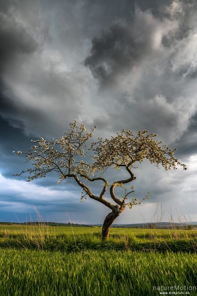 blühender Apfelbaum, Regenwolken, Abendhimmel, Nähe Diemardener Warte, Göttingen, Deutschland