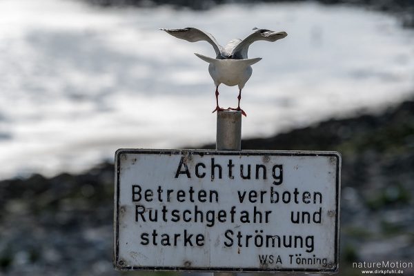 Lachmöwe, Larus ridibundus, Laridae, Tier balanciert im starken Wind auf Schild „Betreten verboten“, Eidersperrwerk, Deutschland
