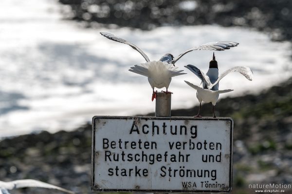 Lachmöwe, Larus ridibundus, Laridae, Tier balanciert im starken Wind auf Schild "Betreten verboten", Eidersperrwerk, Deutschland