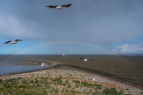Regenbogen, Brutkolonie von Lachmöwen und Seeschwalben, Eidersperrwerk, Deutschland
