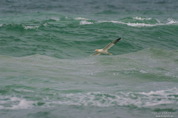 Basstölpel, Morus bassanus, 	Tölpel (Sulidae, fliegt auf Nahrungssuche über dem Meer, Bulbjerg, Dänemark