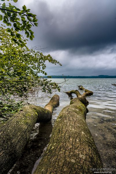 umgestürzte Baumstämme am Ufer des Kellersee, Eutin, Deutschland