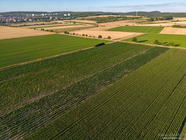 Maisfeld, Spargelfeld, ausgeräumte Agrarlandschaft, abgeerntete Felder, Gleichen, Feldmark südlich G, Göttingen, Deutschland