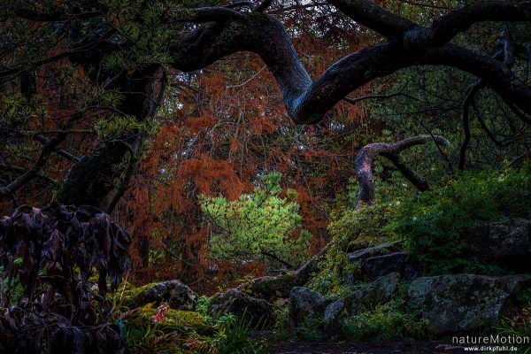 Kiefernäste vor ammutbaum, Herbstfärbung, Alter Botanischer Garten, Focus Stacking, Göttingen, Deutschland