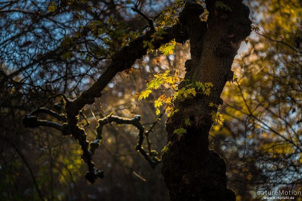 knorriger Baumstamm mit Herbstlaub, Alter Botanischer Garten, Göttingen, Deutschland