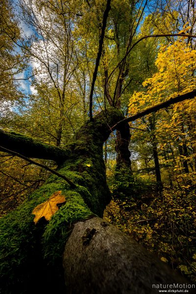 Linde mit abgebrochenem Ast, Herbstlaub, Geismarer Wald, Focus Stacking, Göttingen, Deutschland