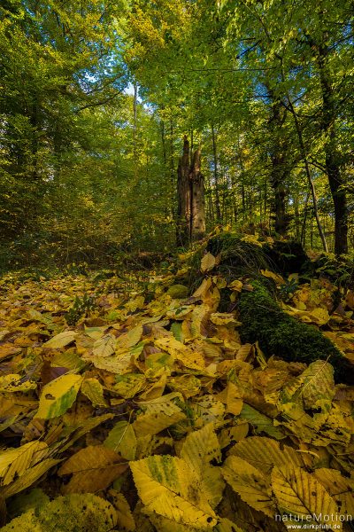 Herbstlaub auf Waldlichtung, abgebrochener Baumstamm, Geismarer Wald, Focus Stacking, Göttingen, Deutschland