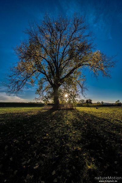 Schwarz-Pappel, Populus nigra, 	Weidengewächse (Salicaceae), einzeln stehender Baum mit Herbstlaub, Flüthe-Wehr, Göttingen, Deutschland