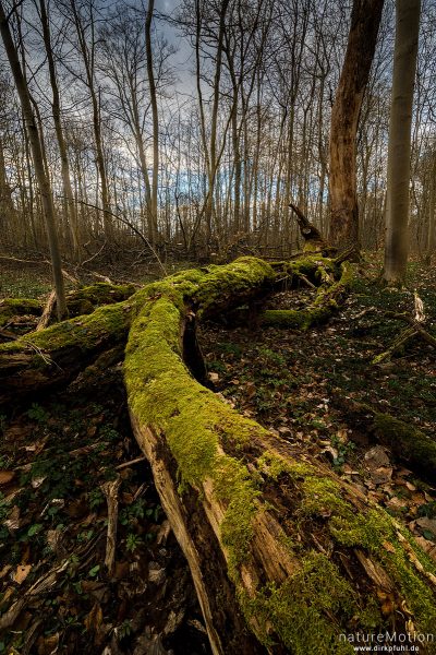 umgestürzter Baumstamm, mit Moos bewachsen, Göttinger Wald, Focus Stacking, Göttingen, Deutschland