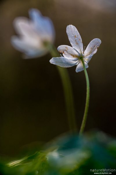 Buschwindröschen, Anemone nemorosa, Ranunculaceae, Blüte im Bestand, Göttinger Wald, Göttingen, Deutschland