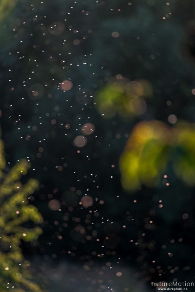 schwärmende Mücken im Abendlicht, Kiessee, Göttingen, Deutschland