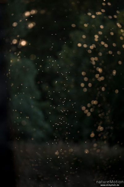 schwärmende Mücken im Abendlicht, Kiessee, Göttingen, Deutschland