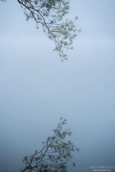 Weidenzweige spiegeln sich im Wasser, Kiessee, Göttingen, Deutschland