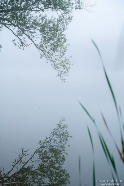 Weidenzweige spiegeln sich im Wasser, Kiessee, Göttingen, Deutschland