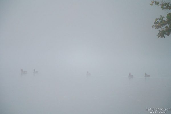 Graugänse im Nebel, Kiessee, Göttingen, Deutschland