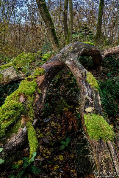 moosbewachsene Felsen im Herbstwald, Petersfelsen bei Königstein, Focus Stacking, Frankfurt a.M., Deutschland