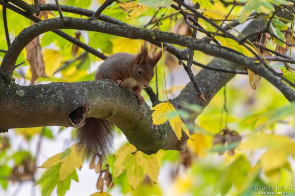 Eichhörnchen, Sciurus vulgaris, Hörnchen (Sciuridae), im Geäst, Garten in der Innenstadt, Frankfurt a.M., Deutschland