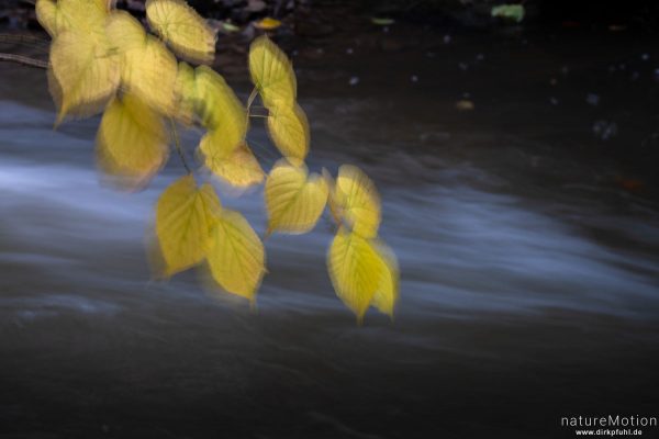 Herbstlaub vor fließendem Wasser, Niemetal, Bursfelde, Deutschland