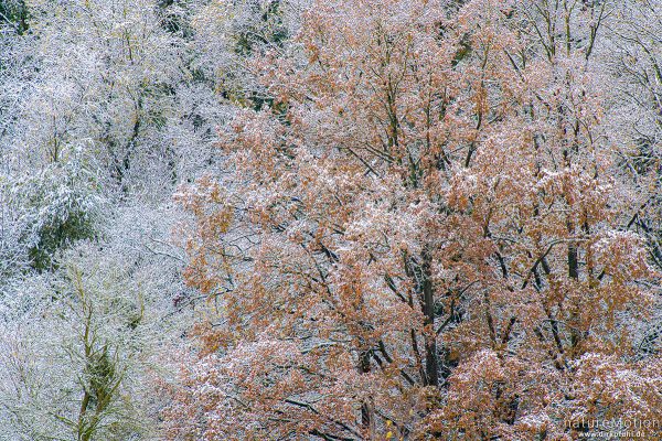 verschneite Bäume, Kiessee, Göttingen, Deutschland
