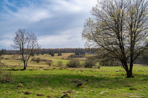 Wiesenlandschaft im Vorfrühling, Birx (Rhön), Deutschland