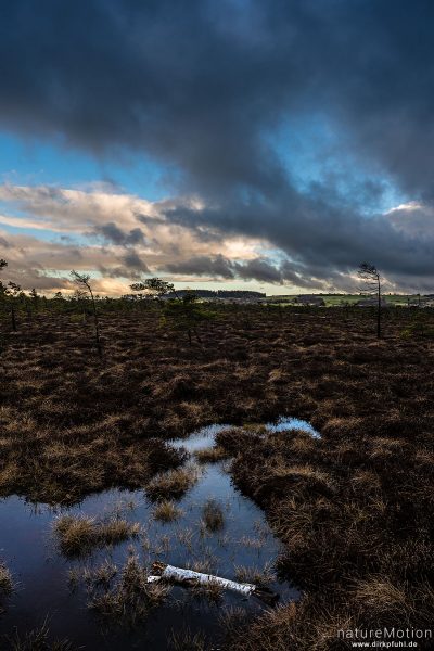 Moorfläche mit Tümpeln und Moorkiefern, Regenwolken, Schwarzes Moor, Birx (Rhön), Deutschland