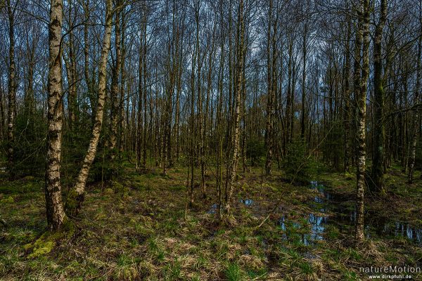 Birken in wiedervernässtem Moor, Schwarzes Moor, Birx (Rhön), Deutschland