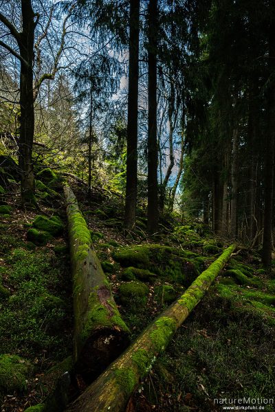 Blockhalde mit Bäumen, bewachsen mit Moos, Milseburg (Rhön), Deutschland
