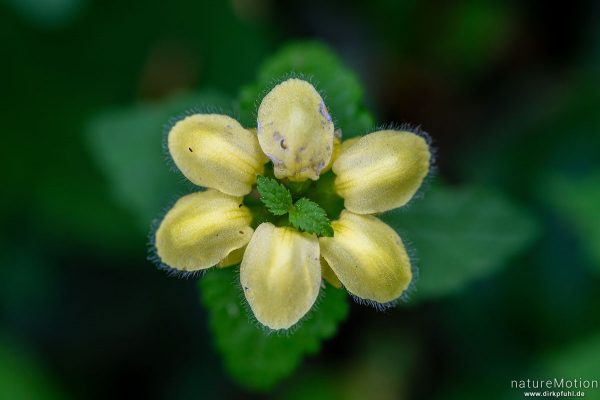 Gelbe Taubnessel, Goldnessel, Lamium galeobdolon, Lamiaceae, Blüten, Westerberg, Göttingen, Deutschland