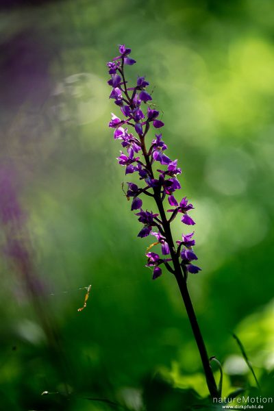 Stattliches Knabenkraut, Orchis mascula, Orchidaceae, Blütenstand, Westerberg, Göttingen, Deutschland