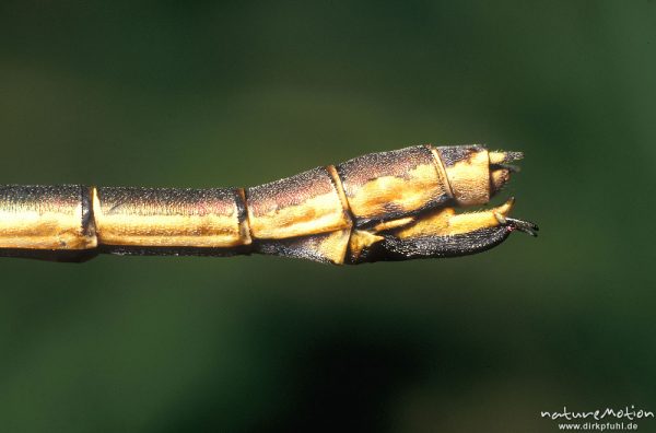 Gemeine Binsenjungfer, Lestes sponsa, Lestidae, Legeapparat, Göttingen, Deutschland