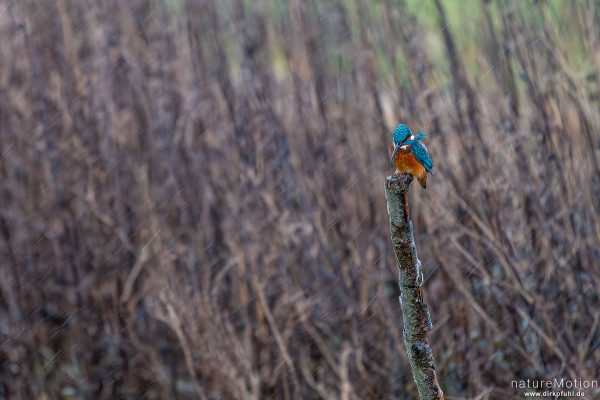 Eisvogel, Alcedo atthis, 	Eisvögel (Alcedinidae),Männchen, Ansitz am Landwehrgraben, Flüthe, Göttingen, Deutschland