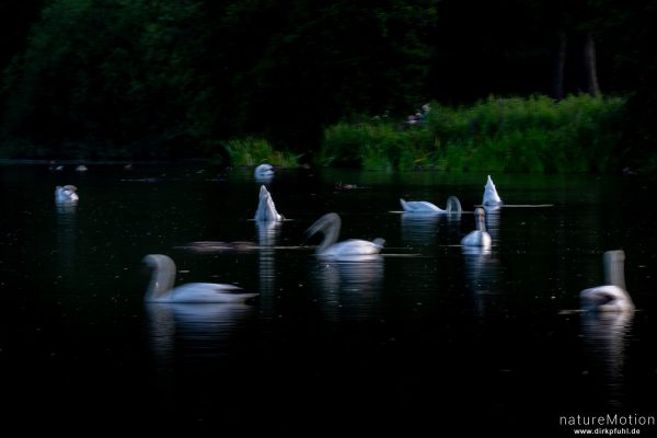 Höckerschwäne im Abendlicht, Kiessee, Göttingen, Deutschland