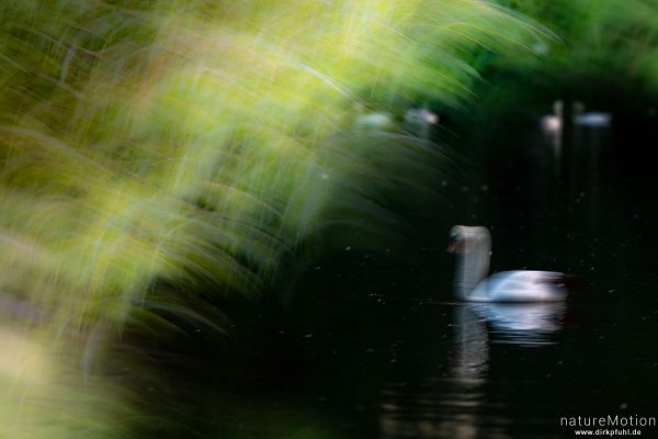Höckerschwäne im Abendlicht, Kiessee, Göttingen, Deutschland