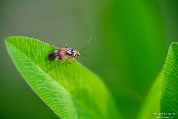 Gemeine Wiesenwanze, Lygus pratensis, 	Weichwanzen (Miridae), auf Blatt, Drachenwiese, Göttingen, Deutschland
