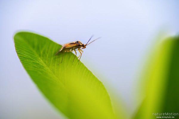 Gemeine Wiesenwanze, Lygus pratensis, 	Weichwanzen (Miridae), auf Blatt, Drachenwiese, Göttingen, Deutschland