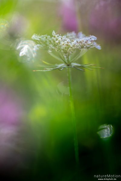 Wilde Möhre, Daucus carota, Apiaceae, Blütenstand, Drachenwiese, Göttingen, Deutschland