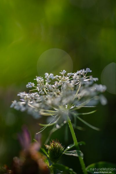 Wilde Möhre, Daucus carota, Apiaceae, Blütenstand, Drachenwiese, Göttingen, Deutschland