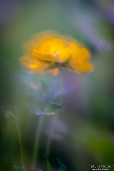 Gewöhnlicher Hornklee, Lotus corniculatus, Fabaceae, Blüten, Regentropfen, Drachenwiese, Göttingen, Deutschland