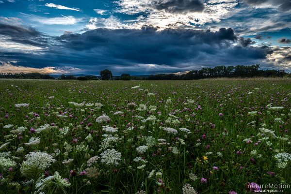 aufziehender Regen, Drachenwiese, Göttingen, Deutschland