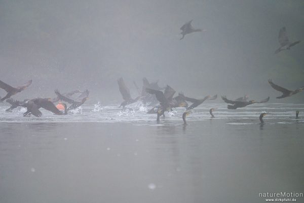 Kormoran, Phalacrocorax carbo, Phalacrocoracidae, Gruppe von Tieren beim gemeinsamen Fischen, Kiessee, Göttingen, Deutschland