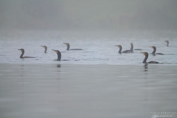 Kormoran, Phalacrocorax carbo, Phalacrocoracidae, Gruppe von Tieren beim gemeinsamen Fischen, Kiessee, Göttingen, Deutschland
