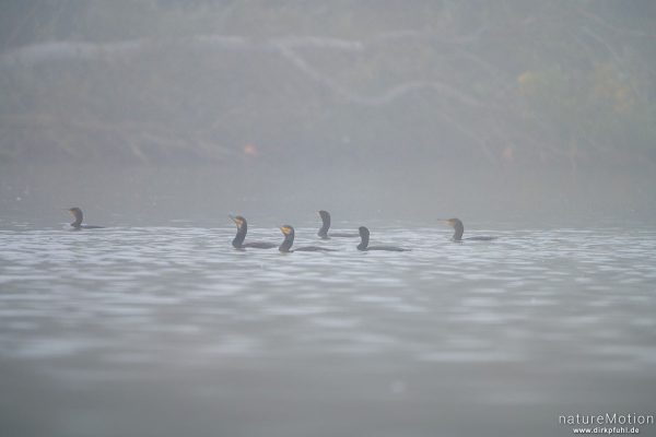 Kormoran, Phalacrocorax carbo, Phalacrocoracidae, Gruppe von Tieren beim gemeinsamen Fischen, Kiessee, Göttingen, Deutschland